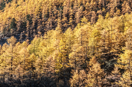 Colorful autumn in Yading national level reserve, Daocheng, Sichuan Province, China.の写真素材