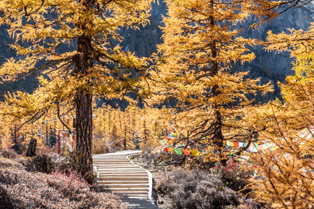 Colorful autumn in Yading national level reserve, Daocheng, Sichuan Province, China.の写真素材