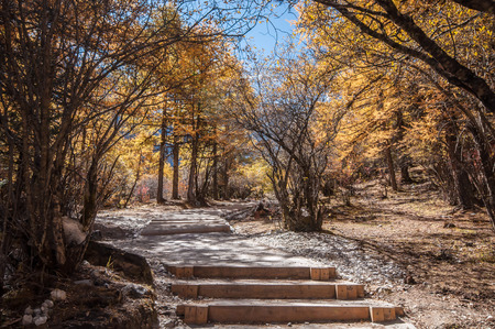 Colorful autumn in Yading national level reserve, Daocheng, Sichuan Province, China.の写真素材