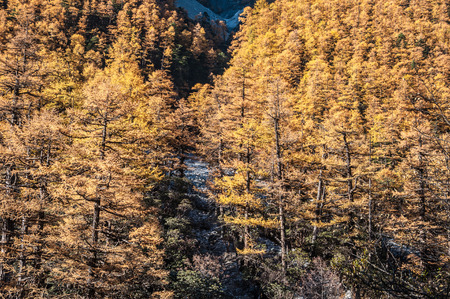 Colorful autumn in Yading national level reserve, Daocheng, Sichuan Province, China.の写真素材