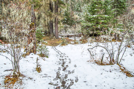 scene of nature in Pudacuo(Potatso) national park  in the Shangri-La(Zhongdian), Yunnan, China.の写真素材