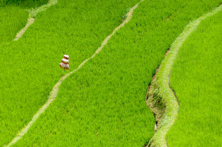 Terrace rice fields in Bali, Indonesiaの写真素材