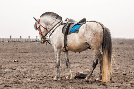 Horse of Mount Bromo Volcano, East Java, Indonesiaの写真素材