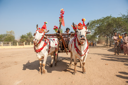 BaganMyanmarMarch 192011 : Unidentify Myanmar Ox  Carts in Festival Procession in Festival Procession near Heritage Site  in BaganMyanmar.のeditorial素材