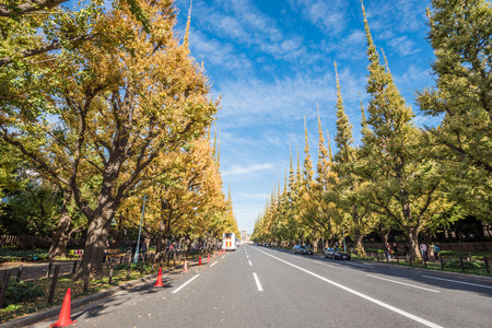 Tokyo, Japan - November 21,2015 : Unidentified people visiting the Icho Namiki Street in Tokyo, Japan . The street nearby Meiji Jingu Gaien that has beautiful Ginkgo along the lenght of the street.のeditorial素材