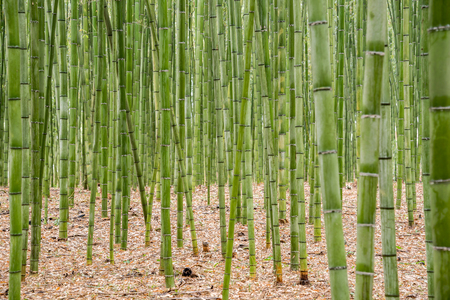 Bamboo forest, Arashiyama, Kyoto, Japanの写真素材