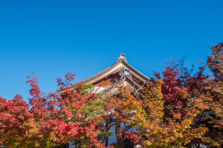 Colorful Autumn Leaf Season in Japan
