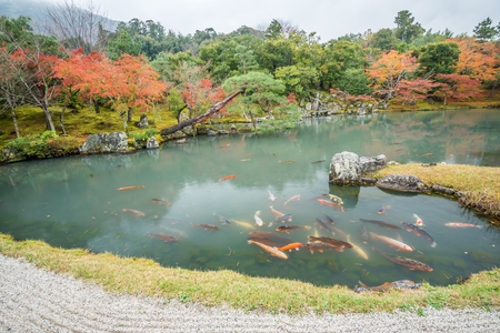The Garden in Tenryuji Temple Autumn seasonのeditorial素材