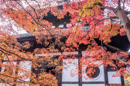 Red Maple falls in Autumn at Tofukuji Temple, Kyoto, Japan.のeditorial素材