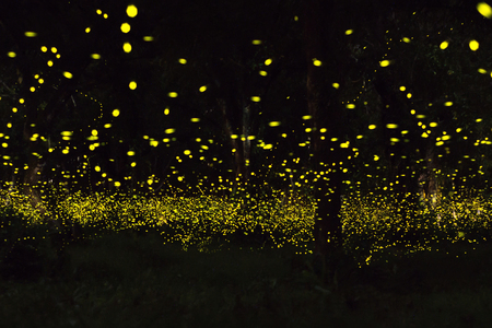 firefly flying at the forest in Thailand
