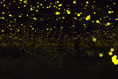 firefly flying at the forest in Thailandの写真素材