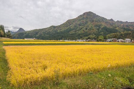 Rice field in Japanの写真素材