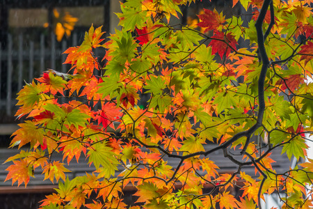 Beautiful Autumn leaves in kakunodate Akita , Japan
