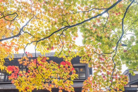 Beautiful Autumn leaves in kakunodate Akita , Japanの写真素材