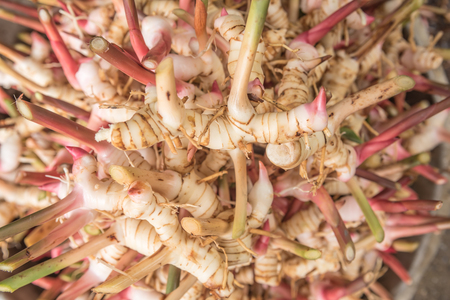 Thai fresh Galangal ,herb has medicinal properties and Cooking ingredientsの写真素材