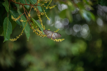 Lovely Butterfly on Rambutan Flower