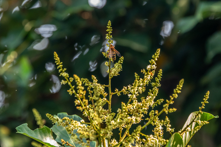 honey bee on Rambutan flowerの写真素材