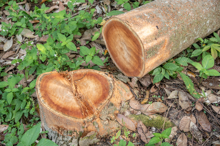 Freshly cut tree logs piledの写真素材