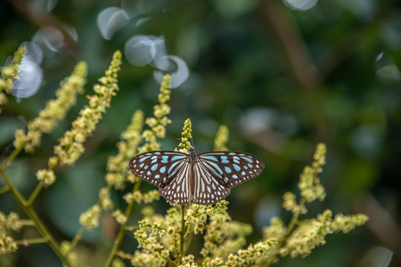 Lovely Butterfly on Rambutan Flowerの写真素材