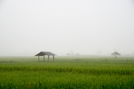 Hut and rice field in nature on morning in Thailandの写真素材