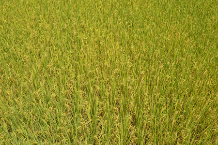 Rice Field with a Nature Backgroundの写真素材