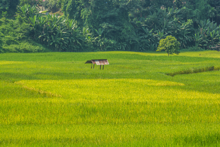 the rice field in Nan province , northern of Thailand.の写真素材