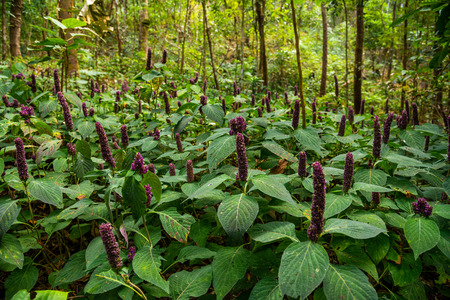 Beautiful purple spring flowers in a forest