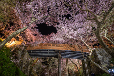 Light up of Cherry blossoms with wooden bridge at Takato Castle Site Park, Nagano, Japanの写真素材
