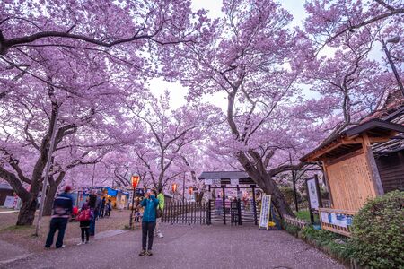 Nagano, Japan - April 21, 2019 : The people in blurry visiting light up of Cherry blossoms at Takato Castle Site Park in Nagano, Japan.のeditorial素材