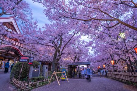 Nagano, Japan - April 21, 2019 : The people in blurry visiting light up of Cherry blossoms at Takato Castle Site Park in Nagano, Japan.のeditorial素材