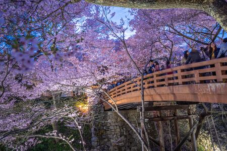 Nagano, Japan - April 21, 2019 : The people in blurry visiting light up of Cherry blossoms at Takato Castle Site Park in Nagano, Japan.のeditorial素材