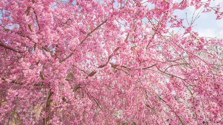 Cherry blossom full bloom at Garyu park, Nagano Prefecture, Japan.