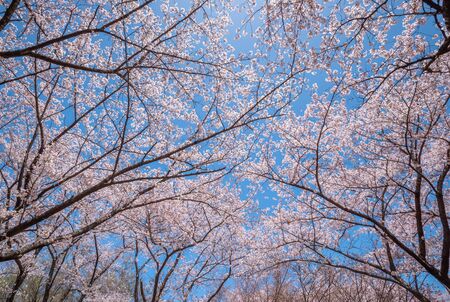 Beautiful of cherry blossoms in full bloom at Kobo mountain ( public park ) in Matsumoto of Nagano ,Japan.の写真素材