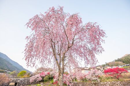 Cherry blossoms in full bloom , cherry blossom treesの写真素材