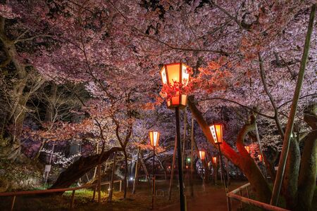 Nagano, Japan - April 21, 2019 : The  light up of Cherry blossoms at Takato Castle Site Park in Nagano, Japan.のeditorial素材