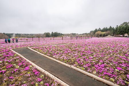 Yamanashi/ Japan - April 23, 2019: Fuji Shiba Sakura festival, filed of blooming Phlox subulata (pink moss) plant with back ground to greenery forest and mountain against cloudy sky.のeditorial素材