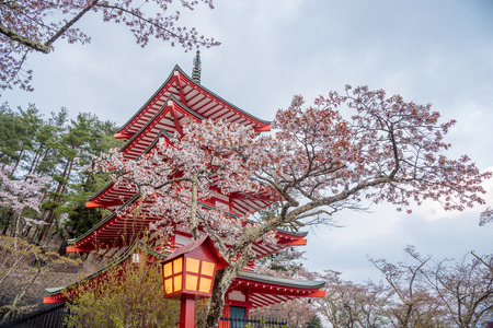Japan red pagoda with sakura cherry blossom in beautiful spring seasonのeditorial素材