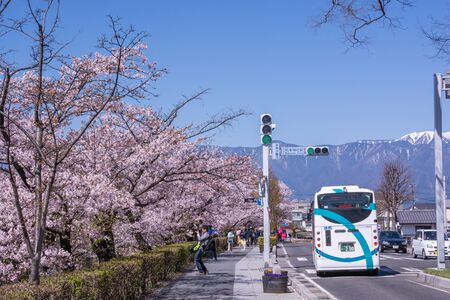 Matsumoto, Nagano, Japan - April 20, 2019 : People visiting Cherry Blossom full bloom at Matsumoto castle , Nagano Prefecture, Japan.のeditorial素材