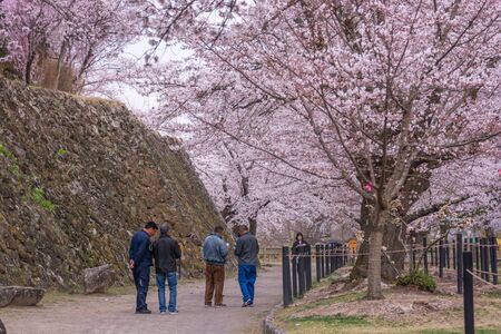 Nagano, Japan - April 19, 2019 : People come to see a full bloom Cherry blossom at Komoro kaikoen park, Nagano Prefecture, Japan.のeditorial素材
