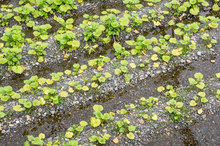 Green Wasabi tree at Farm in Azumino, Nagano Prefecture, Japan.の写真素材