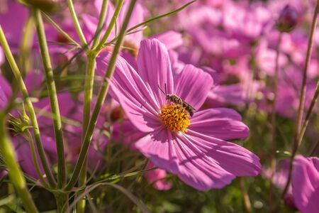 Beautiful pink cosmos flowers in the garden Bangkok Thailandの写真素材