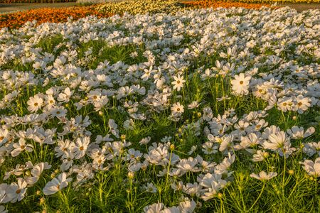 Beautiful and colorful flowers in the garden Bangkok Thailandの写真素材