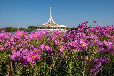 Beautiful pink cosmos flowers in the garden Bangkok Thailandの写真素材