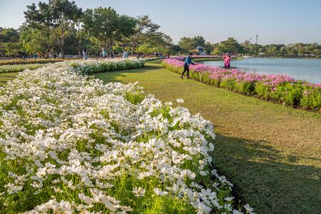 Bangkok, Thailand -  December 07, 2019 : Beautiful flowers in morning at Suanluang RAMA IX Public Park and botanical garden, the largest in Bangkok, Thailand.のeditorial素材