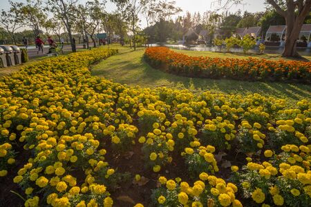 Bangkok, Thailand -  December 07, 2019 : Beautiful flowers in morning at Suanluang RAMA IX Public Park and botanical garden, the largest in Bangkok, Thailand.のeditorial素材