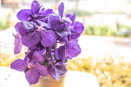 Closeup of purple color orchid in the steel vase
