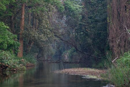beautiful water stream in the forest morning scene , Thailandの写真素材