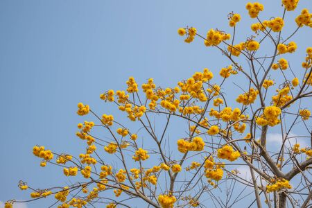 yellow flowers blossom in spring time on sky background in Thailand