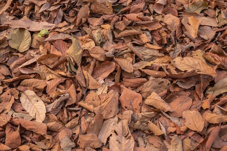 Dry autumn leaves in red, orange and brown colors nature Backgroundの写真素材