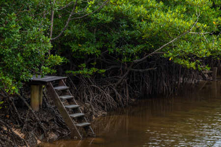 mangrove forest with wooden stair in nature  Thailand.の写真素材